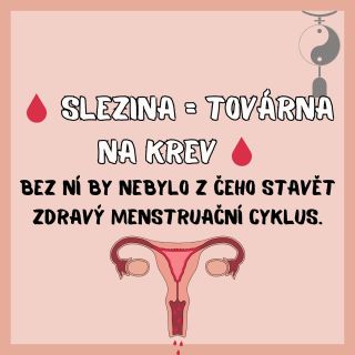 „Možná tě překvapí, že pro tvůj cyklus není nejdůležitější jen děloha nebo hormony, ale i slezina. Podle čínské medicíny...